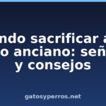 Cuándo sacrificar a un perro anciano: señales y consejos