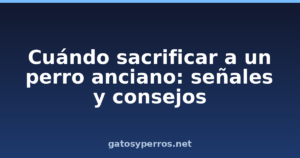 Cuándo sacrificar a un perro anciano: señales y consejos