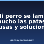 Mi perro se lame mucho las patas: causas y soluciones Mi perro se lame mucho las patas: causas y soluciones