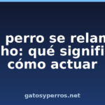 Mi perro se relame mucho: qué significa y cómo actuar