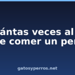 ¿Cuántas veces al día debe comer un perro?
