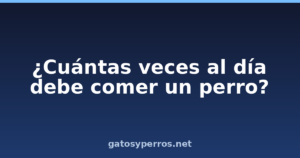 ¿Cuántas veces al día debe comer un perro?