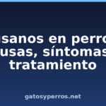 Gusanos en perros: causas, síntomas y tratamiento Gusanos en perros: causas, síntomas y tratamiento