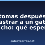 Síntomas después de castrar a un gato macho: qué esperar Síntomas después de castrar a un gato macho: qué esperar
