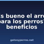 ¿Es bueno el arroz para los perros? beneficios ¿Es bueno el arroz para los perros? beneficios