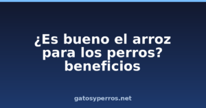 ¿Es bueno el arroz para los perros? beneficios