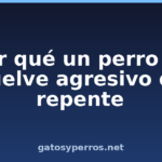 Por qué un perro se vuelve agresivo de repente Por qué un perro se vuelve agresivo de repente