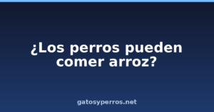 ¿Los perros pueden comer arroz?