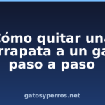 Cómo quitar una garrapata a un gato paso a paso