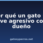 Por qué un gato se vuelve agresivo con su dueño
