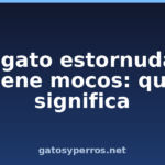 Mi gato estornuda y tiene mocos: qué significa Mi gato estornuda y tiene mocos: qué significa