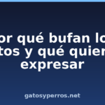 Por qué bufan los gatos y qué quieren expresar