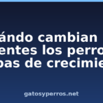 Cuándo cambian los dientes los perros: etapas de crecimiento
