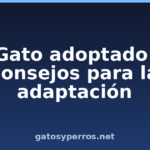 Gato adoptado: consejos para la adaptación Gato adoptado: consejos para la adaptación