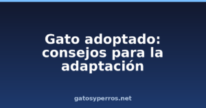 Gato adoptado: consejos para la adaptación