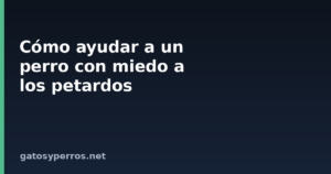 Cómo ayudar a un perro con miedo a los petardos