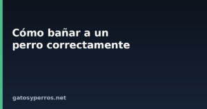 Cómo bañar a un perro correctamente