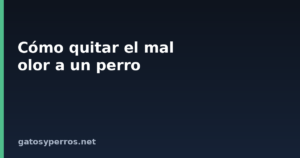 Cómo quitar el mal olor a un perro