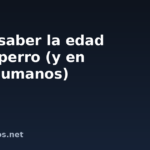 Cómo saber la edad de un perro (y en años humanos)