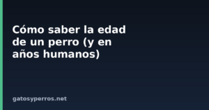 Cómo saber la edad de un perro (y en años humanos)