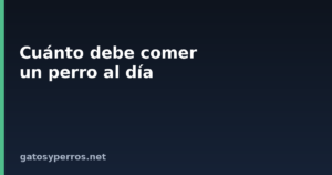 Cuánto debe comer un perro al día