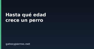 Hasta qué edad crece un perro