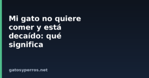 Mi gato no quiere comer y está decaído: qué significa