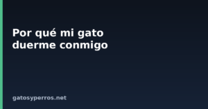 Por qué mi gato duerme conmigo