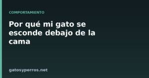 Por qué mi gato se esconde debajo de la cama