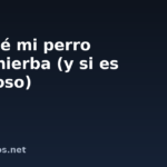 Por qué mi perro come hierba (y si es peligroso)