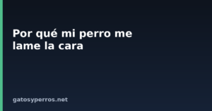 Por qué mi perro me lame la cara
