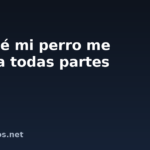 Por qué mi perro me sigue a todas partes