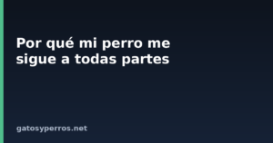 Por qué mi perro me sigue a todas partes