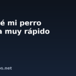 Por qué mi perro respira muy rápido