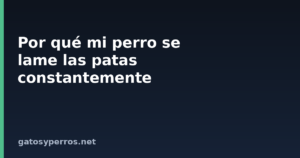 Por qué mi perro se lame las patas constantemente