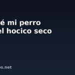 Por qué mi perro tiene el hocico seco