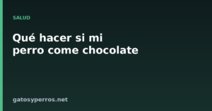 Qué hacer si mi perro come chocolate
